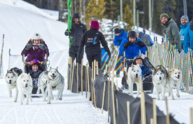 Two dogs sleds with kids in them come racing down a track at the Winter Carnival in Canmore. Weather seems fair.