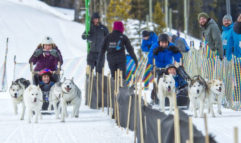 Two dogs sleds with kids in them come racing down a track at the Winter Carnival in Canmore. Weather seems fair.