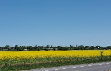 Yellow rapeseed field spans the entire side of the road. Tree line in the distance lines the back of the photo.