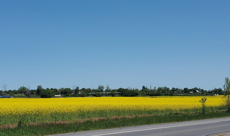 Yellow rapeseed field spans the entire side of the road. Tree line in the distance lines the back of the photo.