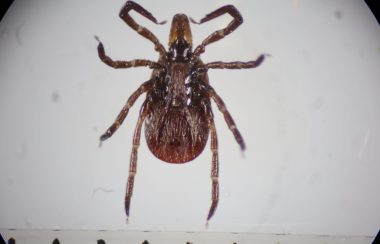 Close shot of a female deer tick