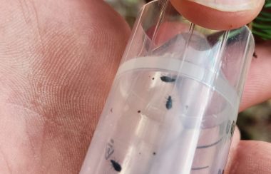 Tiny beetles crawl inside a plastic tube being held in a person's hand.