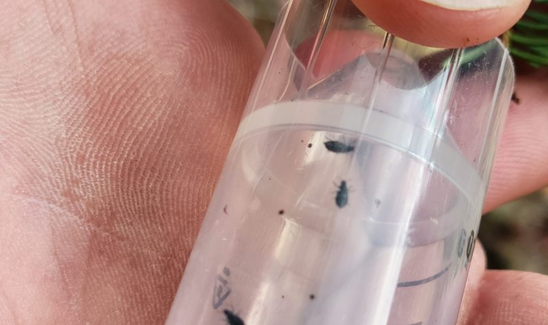 Tiny beetles crawl inside a plastic tube being held in a person's hand.