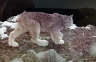 A prowling medium sized wild-cat. It appears to be in a stalking-like pose, carefully navigating rough looking terrain covered with rocks, brown grasses, and snow. The wildcat coat color ranges from white at its paw tips, to lighter on its limbs and face, to darker grey on its back and abdomen.