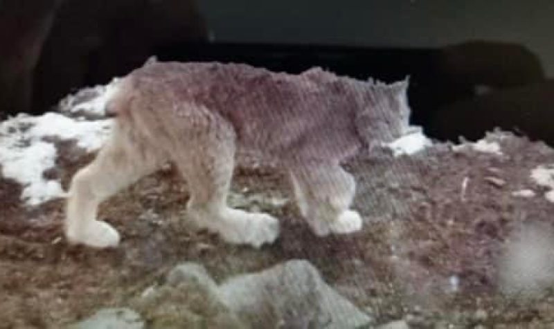 A prowling medium sized wild-cat. It appears to be in a stalking-like pose, carefully navigating rough looking terrain covered with rocks, brown grasses, and snow. The wildcat coat color ranges from white at its paw tips, to lighter on its limbs and face, to darker grey on its back and abdomen.