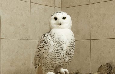 A snowy owl is seen perched on a branch in front of a brown tile background.