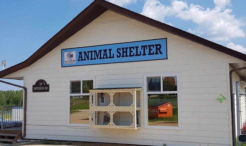 Un bâtiment blanc sur lequel est inscrit en bleu « Animal Shelter ». Il y a une cage sur le côté du bâtiment avec deux fenêtres de chaque côtés de la cage.