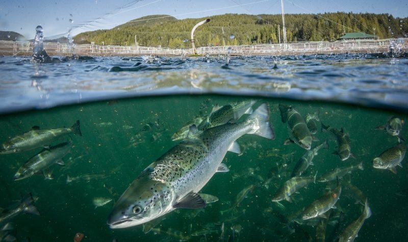 Top photo credit: salmon inside the Phillips Arm fish farm (2016) - courtesy Ian Roberts, formerly of Marine Harvest.