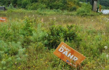 Several election lawn signs displayed in an overgrown field by the side of the highway