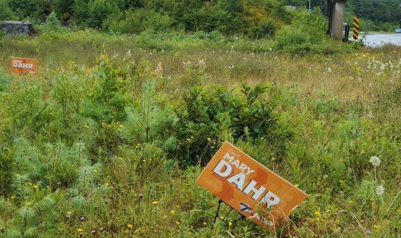 Several election lawn signs displayed in an overgrown field by the side of the highway