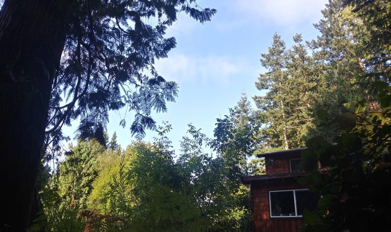 A tinyhome is nestled amongst a cedar forest.