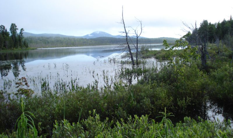 A bog surrounded by greenery. Mountains can be seen in the distance.