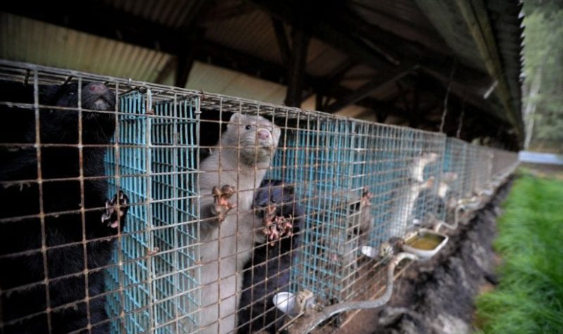 Mink stand up in their cages in a row at a mink farm in B.C.