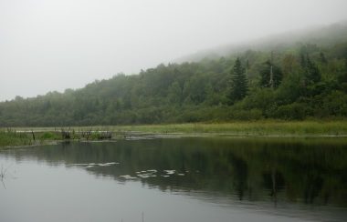 un cours d'eau devant une forêt avec un ciel brumeux