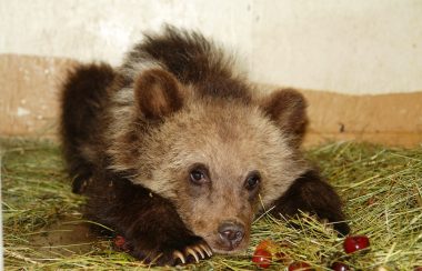 a grizzly bear cub is laying on a floor in a shelter in northern bc