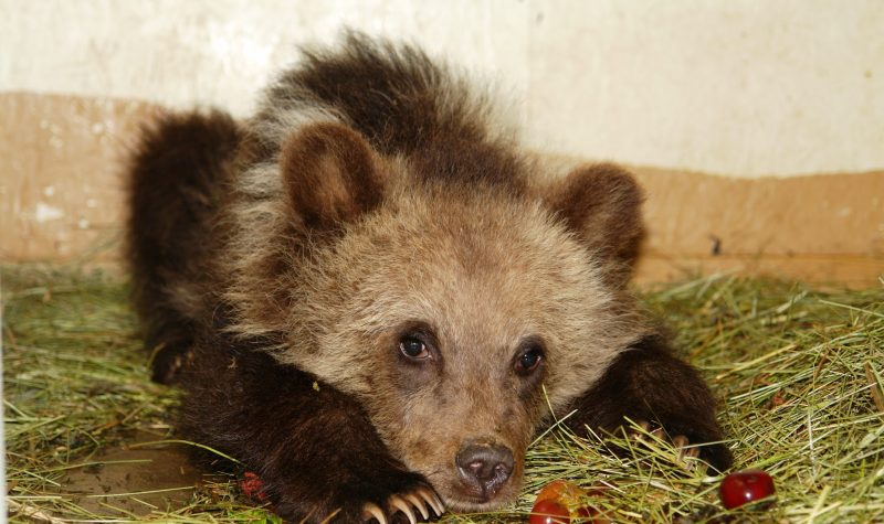 a grizzly bear cub is laying on a floor in a shelter in northern bc