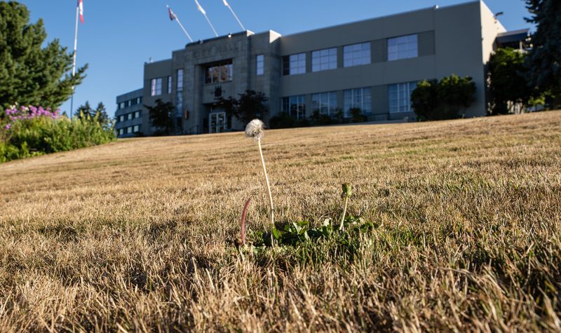 A single dandelion goes to seed on the middle of a yellow lawn with Nanaimo City Hall in the background.