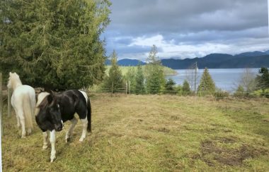 Two horses graze on a grassy field with a view of the ocean