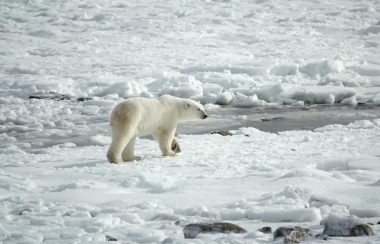 Un ours polaire marchant sur la glace où on retrouve aussi une parcelle d'eau.