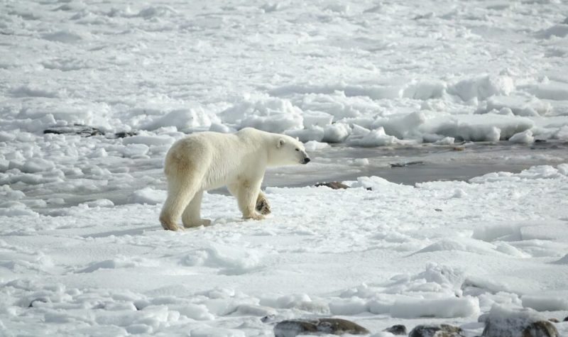 Un ours polaire marchant sur la glace où on retrouve aussi une parcelle d'eau.