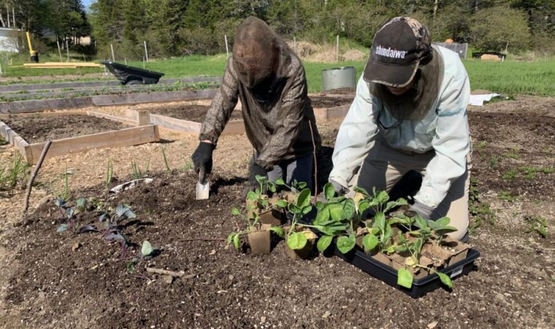Deux personnes sont agenouillées et transplantent des semis sur une parcelle de terre d'un plus grand jardin. Elles portent toutes deux un filet pour se protéger des moustiques.