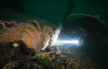 At the bottom of the ocean, diver shines his light on a Sunflower Sea Star