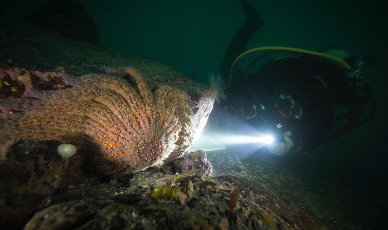 At the bottom of the ocean, diver shines his light on a Sunflower Sea Star