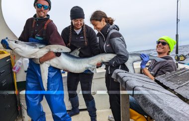 Marine biologist Vanessa Schiliro is seen with her 3 colleagues holding a shark after tagging it on a boat in Easter Passage.