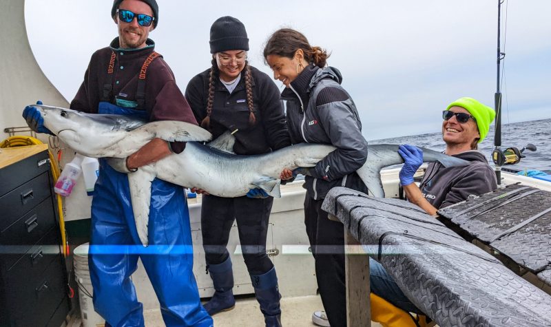 Marine biologist Vanessa Schiliro is seen with her 3 colleagues holding a shark after tagging it on a boat in Easter Passage.