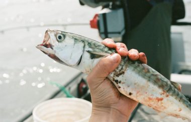 Une main tient un poisson au centre de l'image.