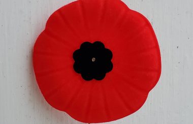 A poppy with a black centre is seen against a white background