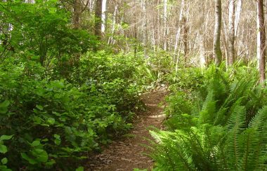 A forest trail surrounded by ferns and alders on a sunny day