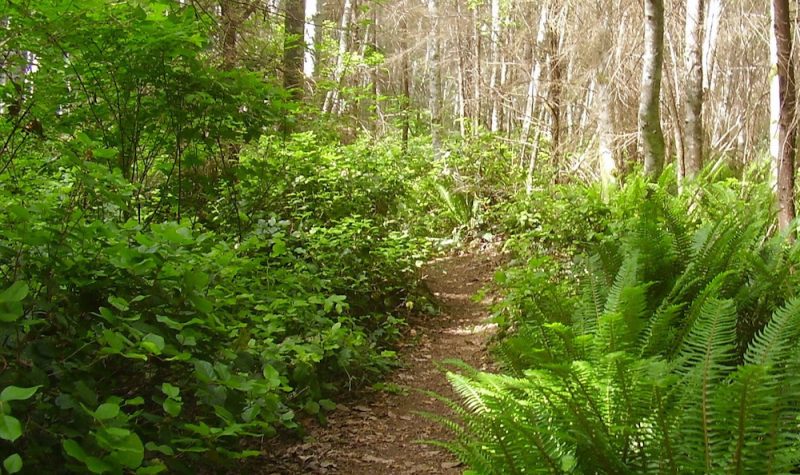 A forest trail surrounded by ferns and alders on a sunny day