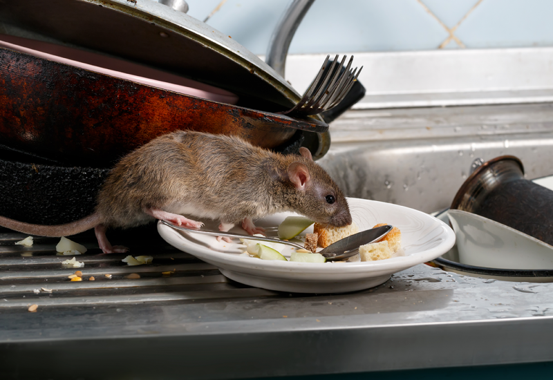 Rat sniffing leftovers on a plate in a kitchen.