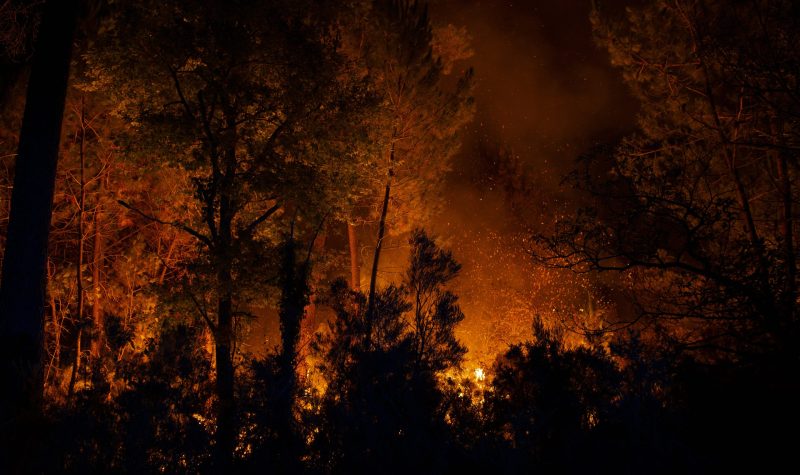 Du feu qui embrase les arbres dans une forêt.