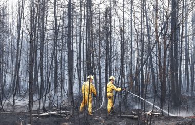 Firefighters in yellow uniforms dowse hotspots amidst charred tree trunks.