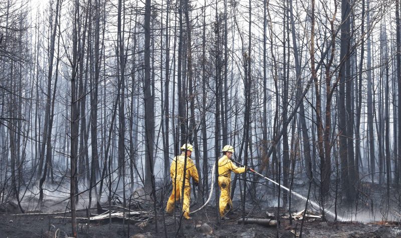 Firefighters in yellow uniforms dowse hotspots amidst charred tree trunks.
