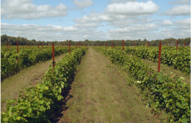 A picture of the vineyard on a blue sky day with a few clouds.