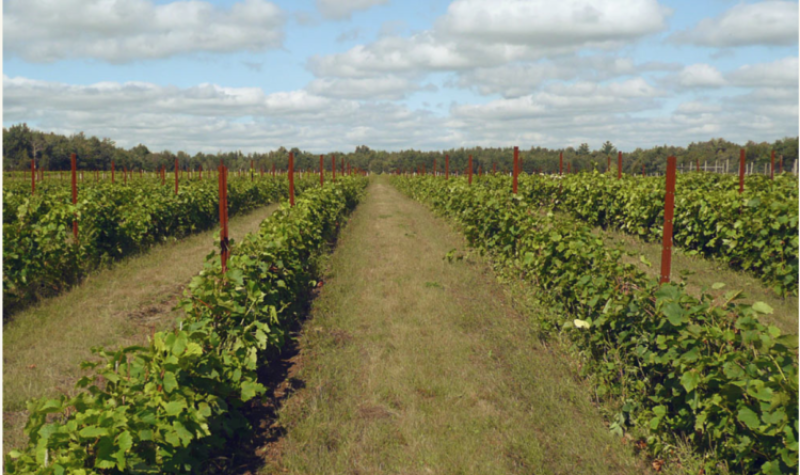 A picture of the vineyard on a blue sky day with a few clouds.