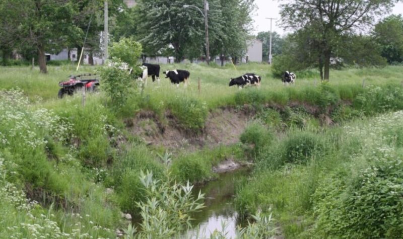 Dans un paysage agricole avec des vaches dans le fond de la photo, on voit la rivière Saint-Régis dont les berges sont érodées.