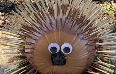 A pumpkin decorated as a porcupine. Wooden sticks protrude from the pumpkin to replicate quills and there is also googly eye on the front of the pumpkin.