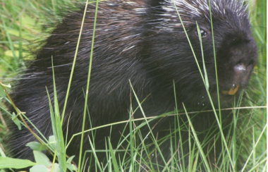 A picture of a beaver in long grass