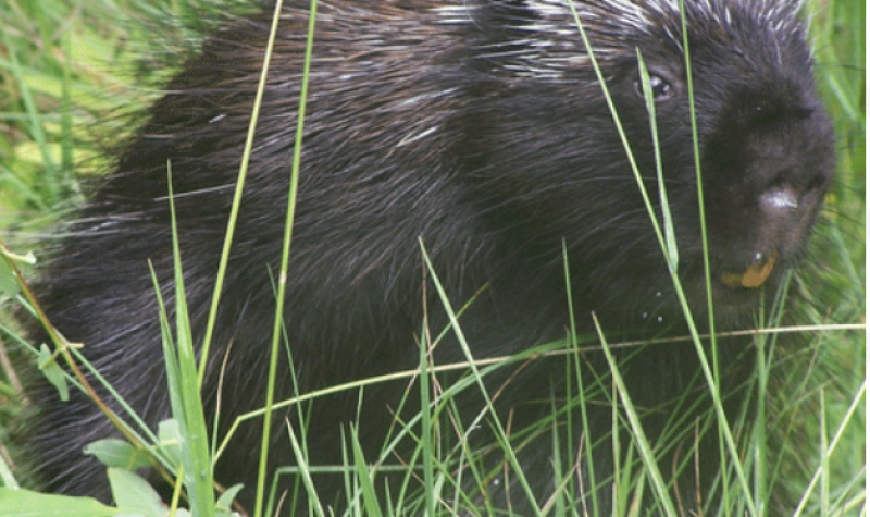 A picture of a beaver in long grass