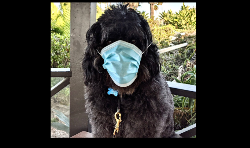 A black dog wears a blue face mask