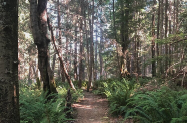 A path through the forest