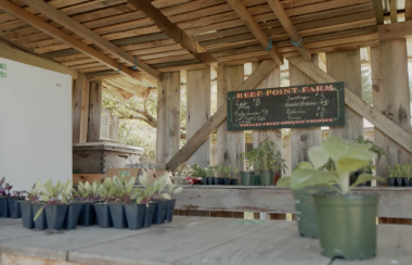 A wooden farm stand looks a little empty with only a few plants in pots on display for sale.
