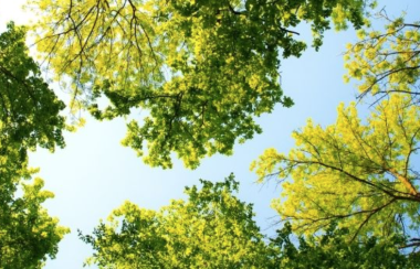 Photo of 6 trees, the background is of a clear blue sky and it's a sunny day out.