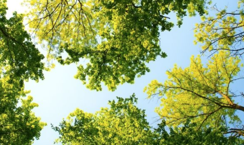 Photo of 6 trees, the background is of a clear blue sky and it's a sunny day out.