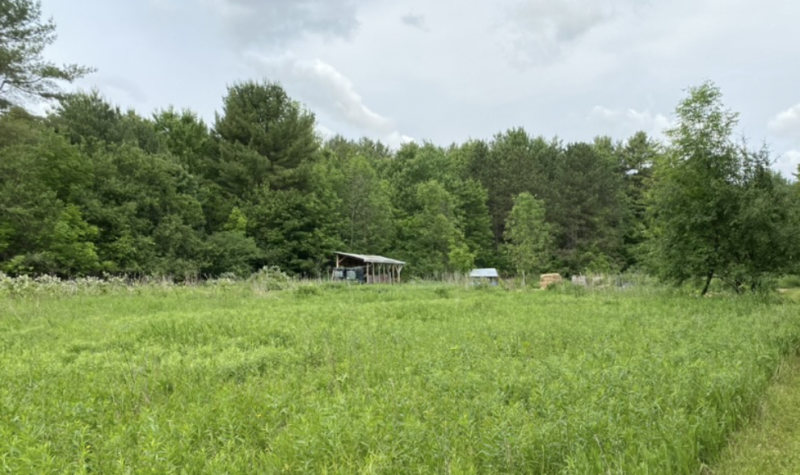 A green pasture in the foreground with a forest in the background. There is a small building in front of the forest.