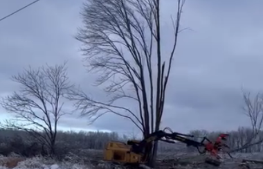 A tall tree with bare branches and snow around it is being torn down by heavy equipment. It is surrounded by downed trees.